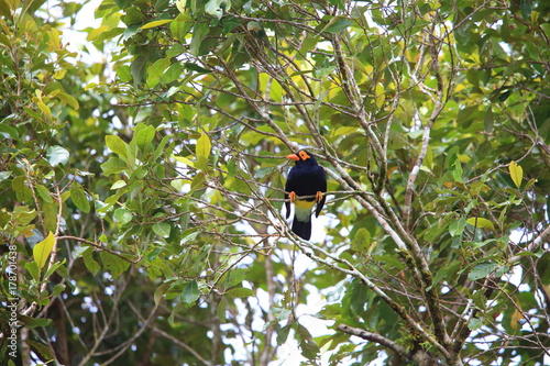 Long-tailed myna (Mino kreffti) in Solomon Island photo