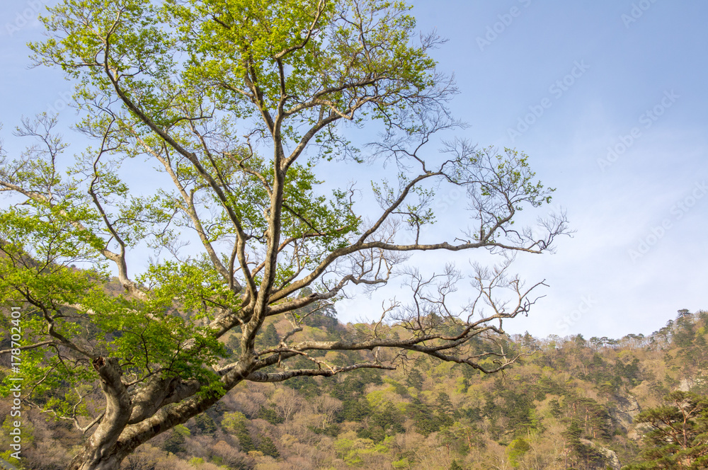Isolated tree view