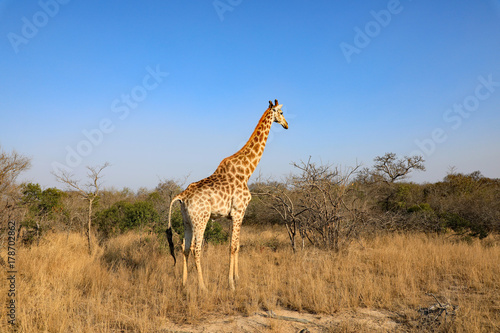 Healthy giraffe in South Africa.