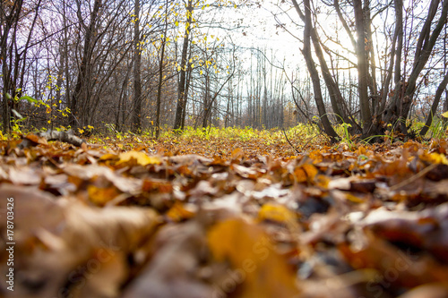 Autumn landscape. Fallen autumn leaves in the forest at sunset. Background texture on an autumn theme