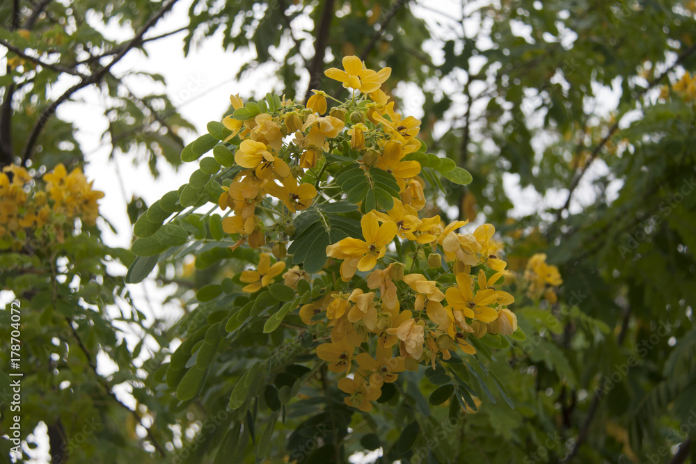 Yellow flower on the green tree. Caragana flower it is the ornament plant in the public park..