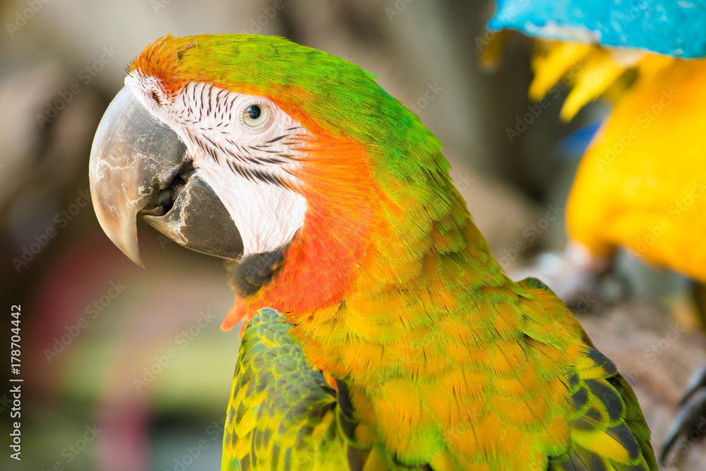 Colorful macaw