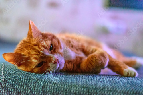 red homemade cat resting lying on the couch