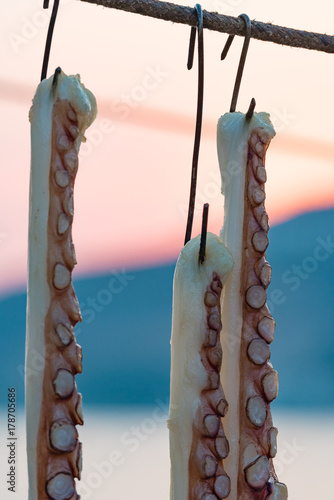 Freshly caught octopus hanging on line at dusk.