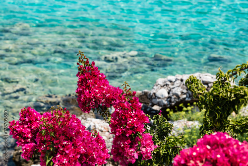 Pink flowers on the Mediterranean coast in the Peloponnese, Greece.
