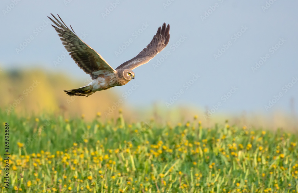 Second year Hen Harrier flying over the blossoming field Second year Hen Harrier flying over the blossoming field