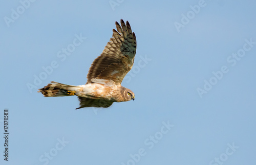 Second year Hen Harrier flies in blue sky 
