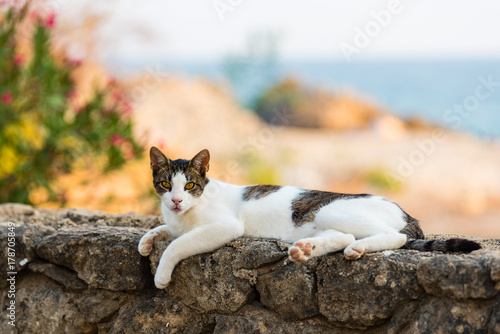 Stray cat lying on sea wall in the Peloponnese, Greece.