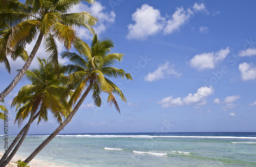 Fototapeta Naklejka Na Ścianę i Meble -  palm trees on the Cocos Keeling Atoll, Indian Ocean