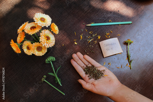 Tablou pe pânză collecting the calendula seeds