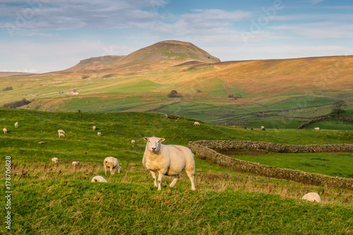 Sheep in fron of Pen-yGhent in the Yorkshire Dales photo