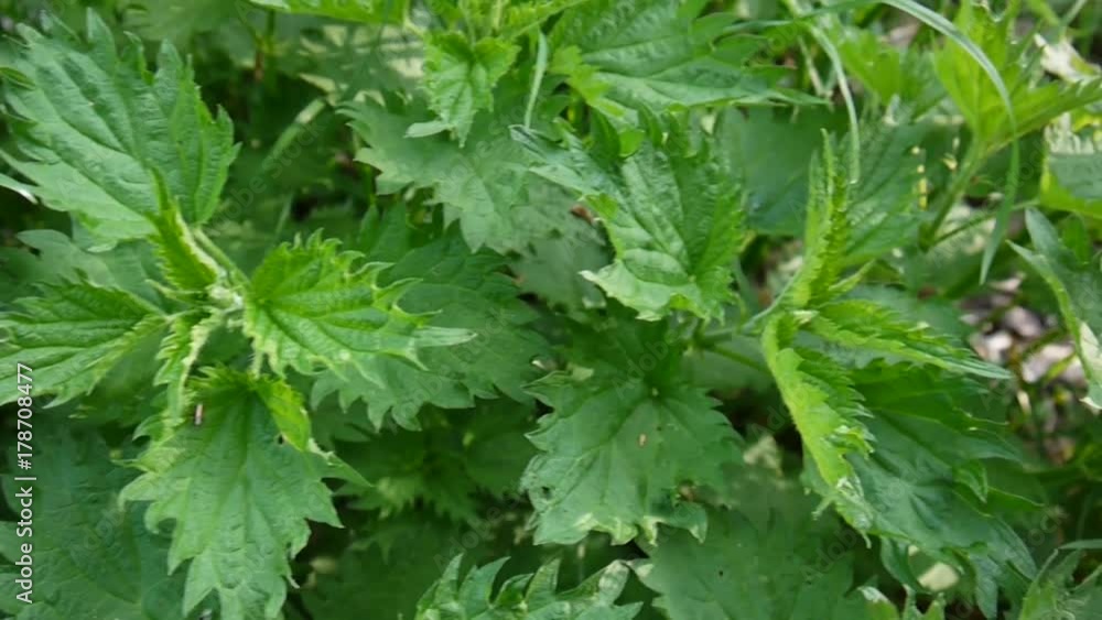 Fresh green nettle in spring wind breeze. Horisontal panorama, motion camera with steadicam. View from the top Fresh green nettle in spring wind breeze. Horisontal panorama, motion camera with steadicam. View from the top