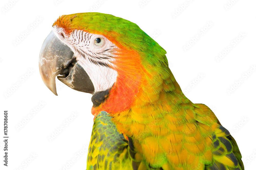 Fototapeta premium Parrot isolate on white background.