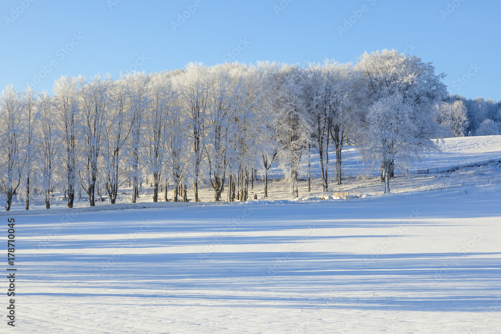 Obraz premium Fields and trees in winter landscapes