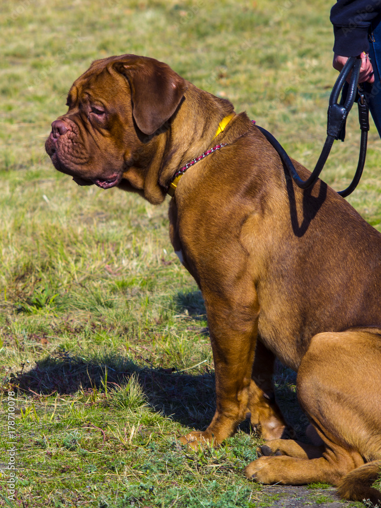 Dogue de Bordeaux. French Mastiff