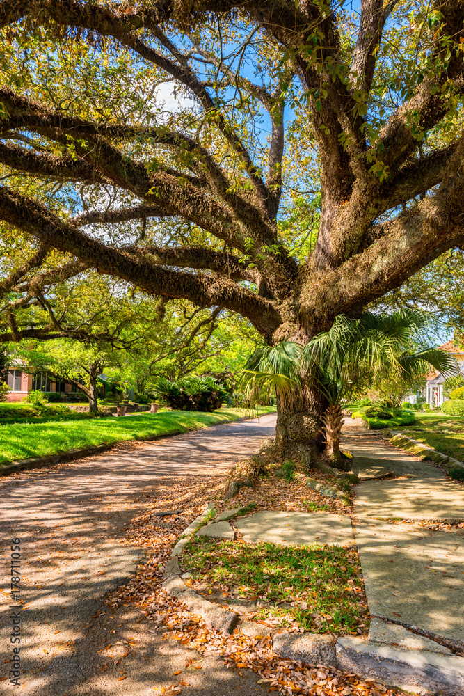 Fototapeta premium Giant Tree in Street in Mobile, Alabama, USA