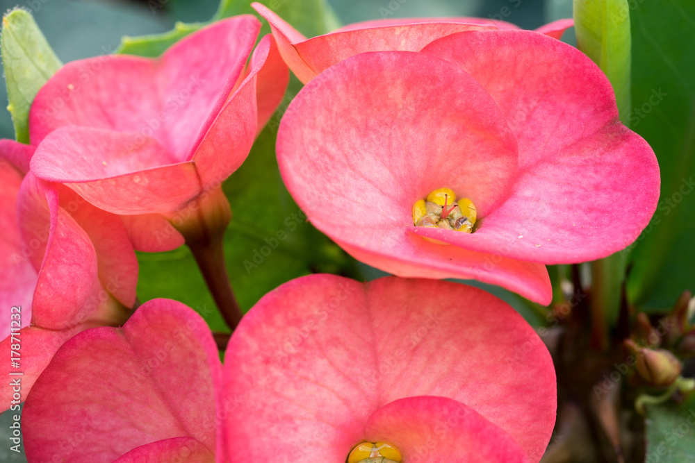 Obraz premium Crown of thorns flower