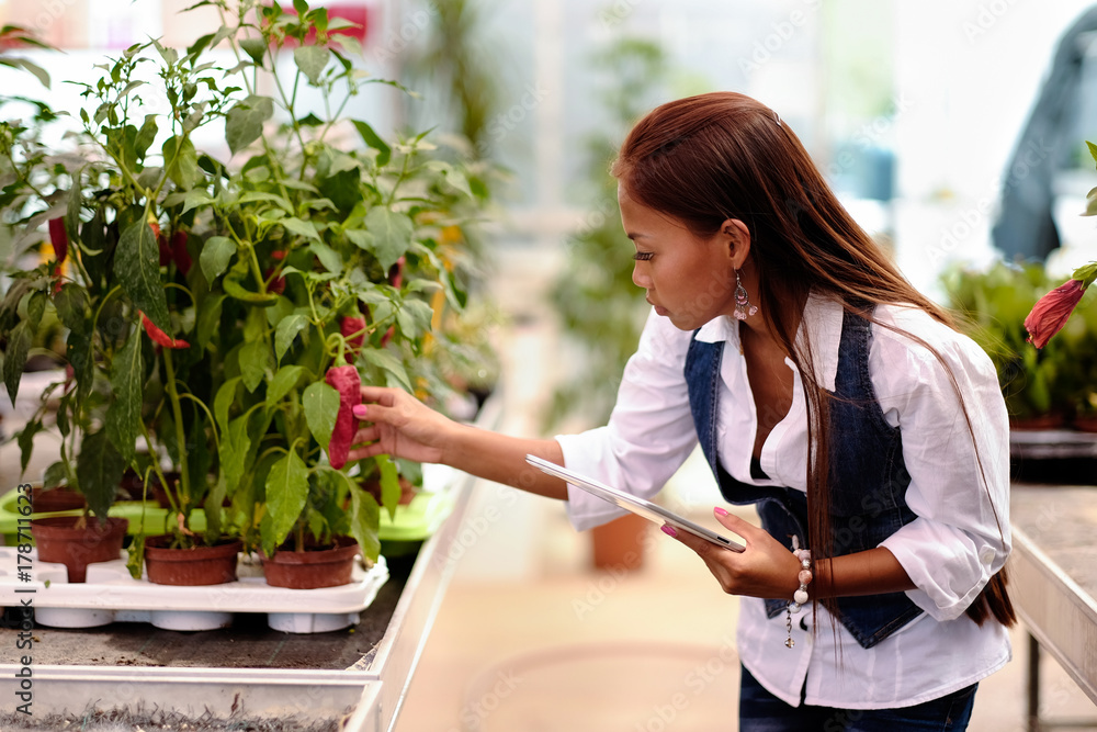 Young pretty Asian woman agronomist with tablet working in greenhouse inspecting the plants. Young pretty Asian woman agronomist with tablet working in greenhouse inspecting the plants.