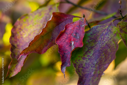 Tetrachromatic Autumn photo