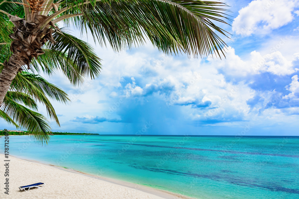 paradise tropical beach palm the Caribbean Sea