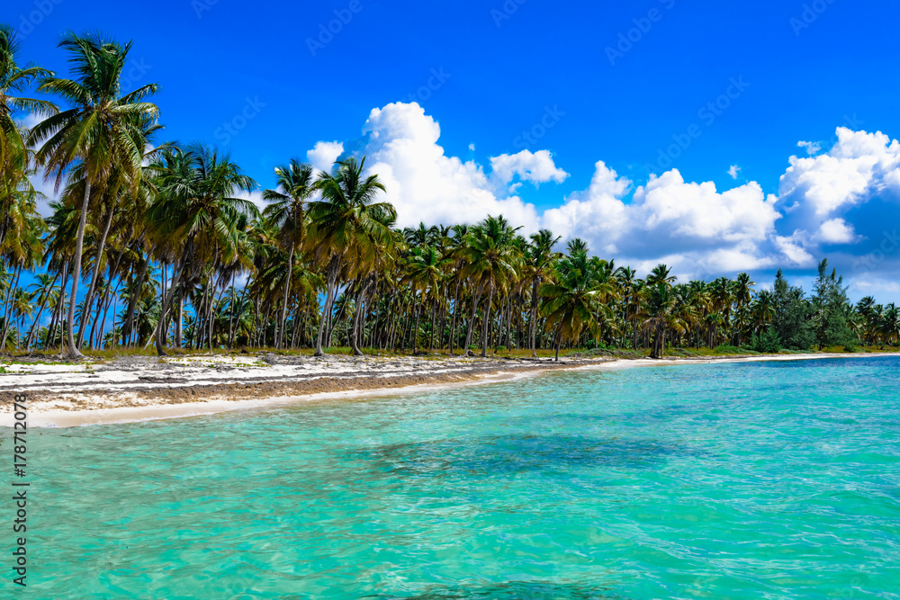 Fototapeta premium paradise tropical beach palm the Caribbean Sea