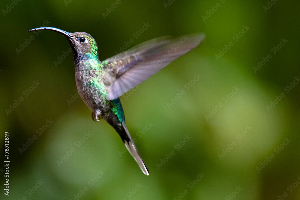 Naklejka premium Colibri en vuelo