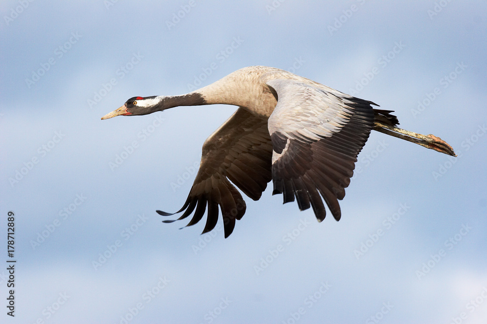 Fototapeta premium Grulla en vuelo