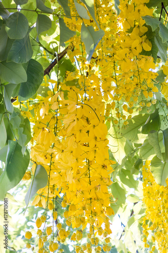 cassia fistula golden shower tree is thailand's national flower