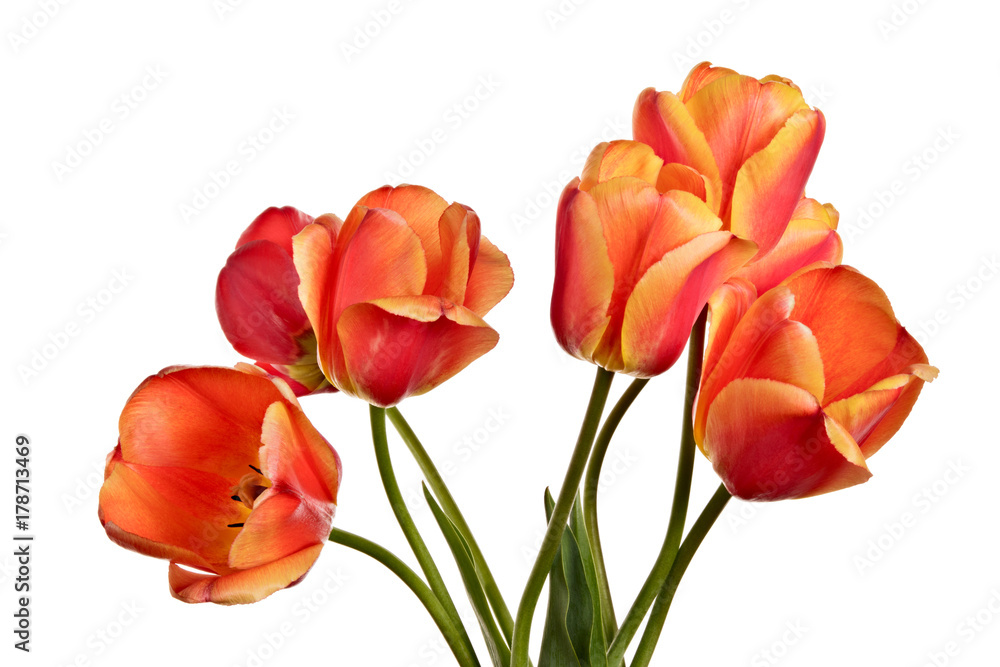 Tulips, flowers isolated on a white background Tulips, flowers isolated on a white background