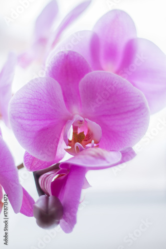 beautiful pink Orchid