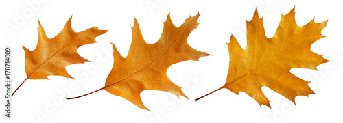 Set of American oak leaves isolated on a white background.
