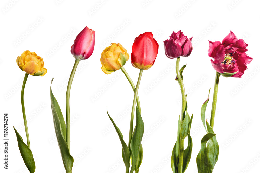 Tulips, flowers isolated on a white background