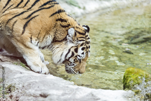 the Siberian tiger drinks water from the well