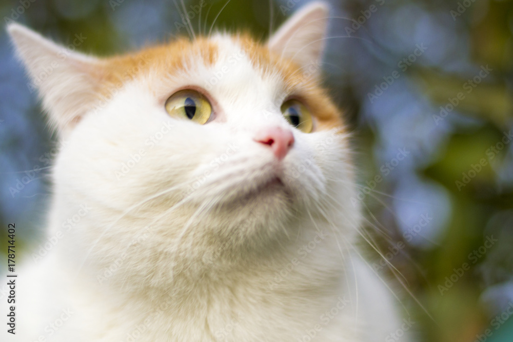 Obraz premium Cat