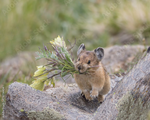 Flower Power - This Pika has clipped off flowers and is running to its secret storage hiding place to store them for a cold winter’s day.  photo