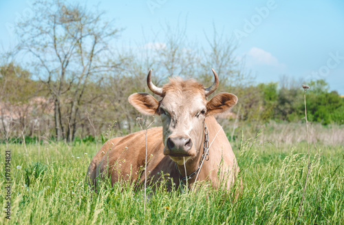 Country dairy farm. Cow on a green meadow