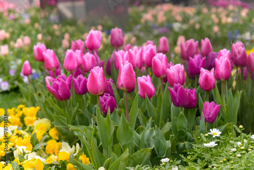 Fototapeta Naklejka Na Ścianę i Meble -  close up beautiful colorful tulips blooming in outdoor garden