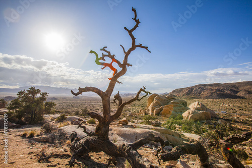 Joshua Tree Nationalpark  Kalifornien  USA