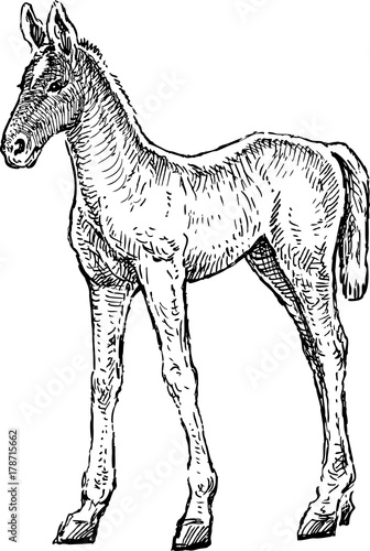 sketch of a newborn foal