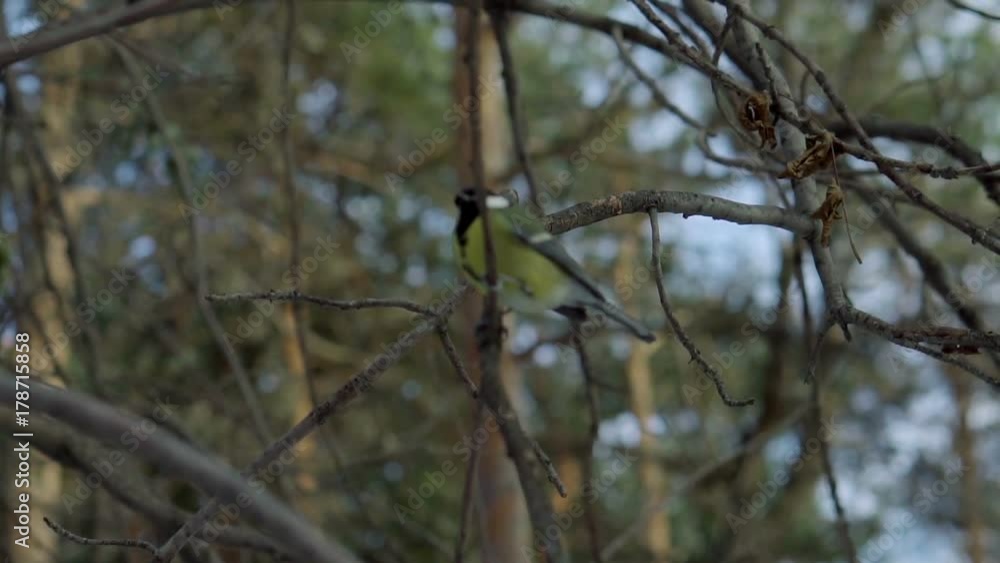 Little tit birds sitting on the branches in the city park next to the turquoise trough