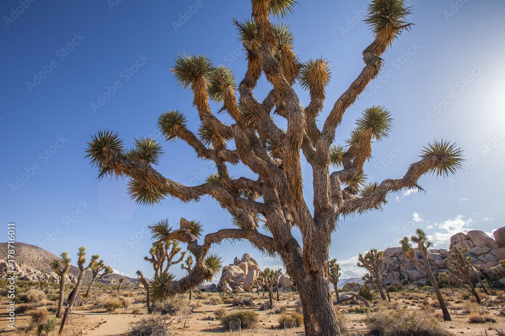 Joshua Tree Nationalpark, Kalifornien, USA Joshua Tree Nationalpark, Kalifornien, USA