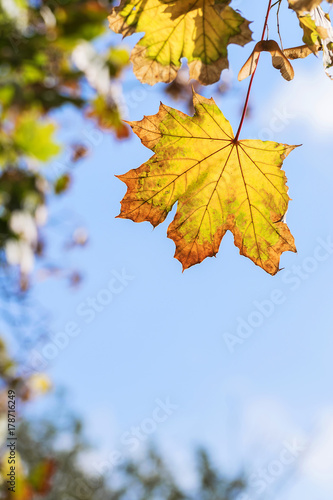 Yellow leaf on blue background in autumn season