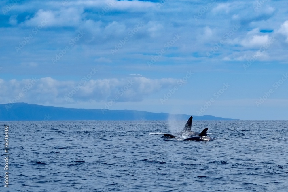 Fototapeta premium Killer whales at Pico Island