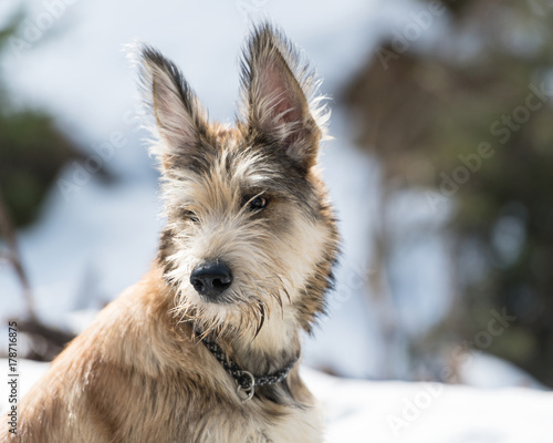 Portrait of a handsome dog - purebred Berger de Picardie