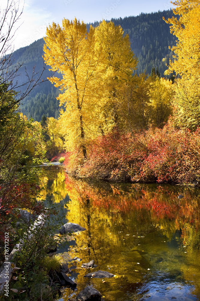 Fall Colors Log  Wenatchee River Stevens Pass Leavenworth Washin