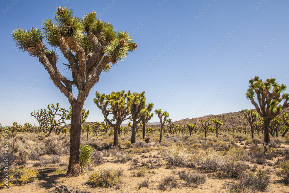 Fototapeta premium Joshua Tree Nationalpark, Kalifornien, USA