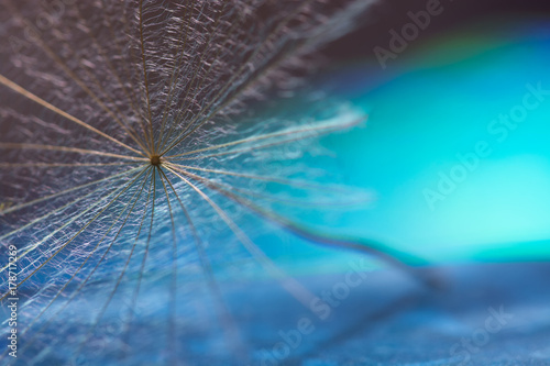 A dandelion seed close-up on a cyan background. Selective focus.