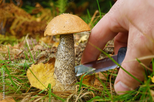 a man collects mushrooms in a forest in autumn