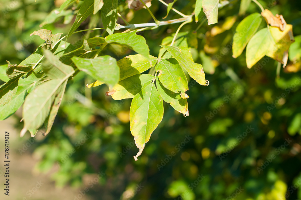 Obraz premium Green tree leaves on branch on sunny day