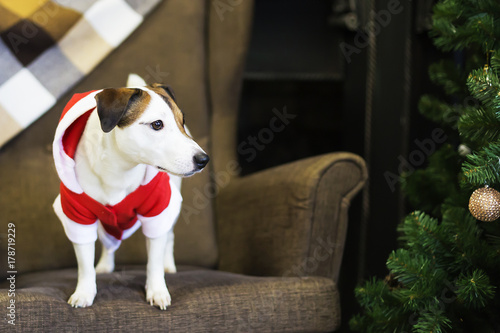 Fototapeta Naklejka Na Ścianę i Meble -  dog in Santa costume
